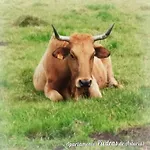 Piedras De Asturias * 피에드라스 블랑카스
