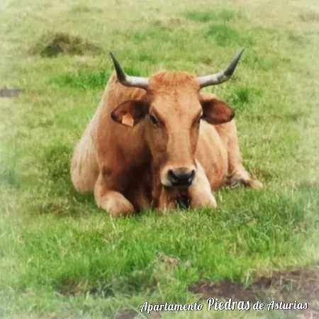 Piedras De Asturias * Piedras Blancas